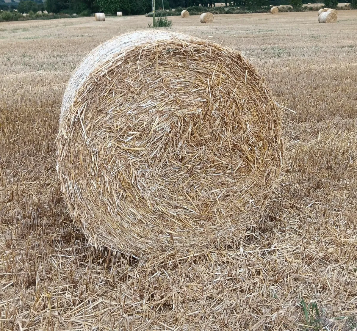 Golden Barley Straw for sale - Image 2
