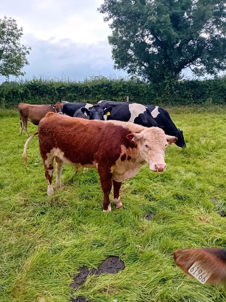 Hereford bull P.B.N.R - Image 1