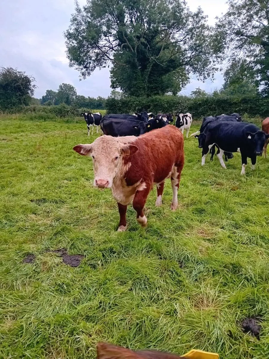 Hereford bull P.B.N.R - Image 2