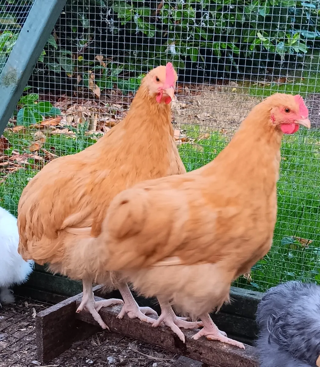 Buff Orpington - Image 1