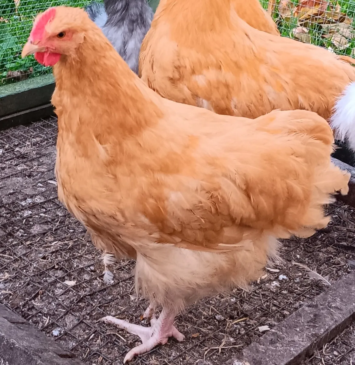 Buff Orpington - Image 2