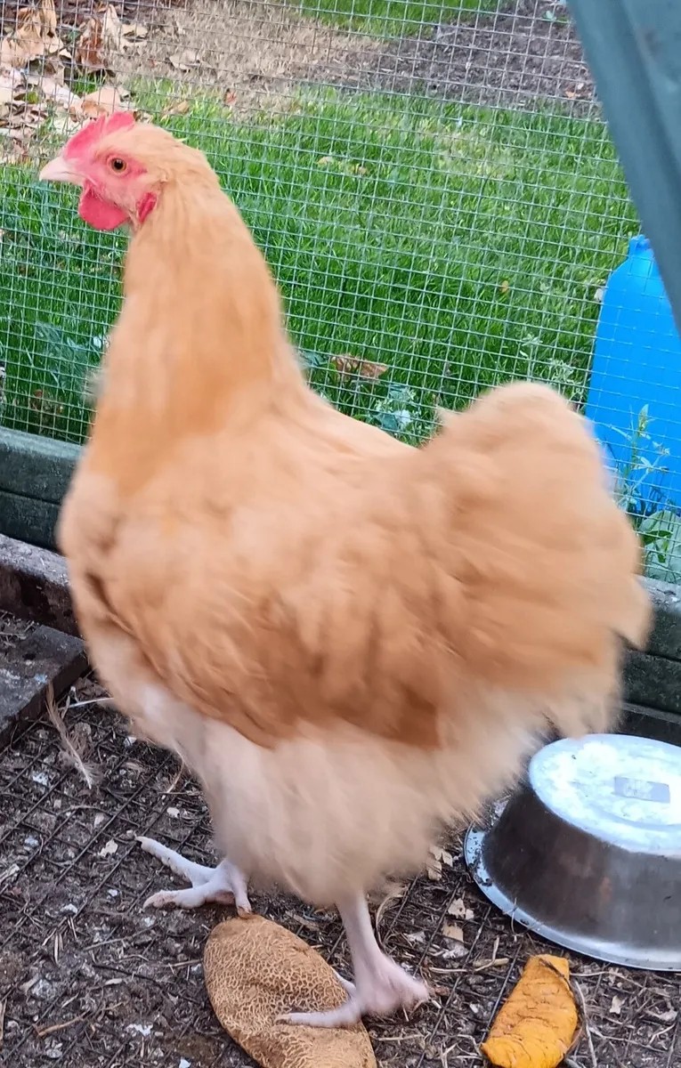 Buff Orpington - Image 3