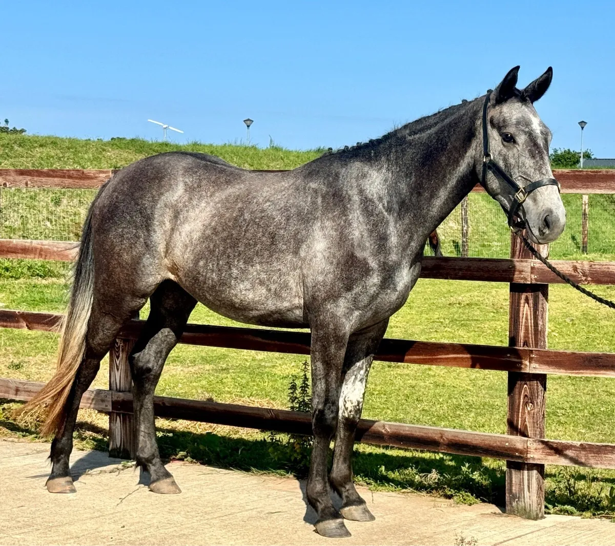 3 year old (Chacco Blue, Maltstriker) - Image 1