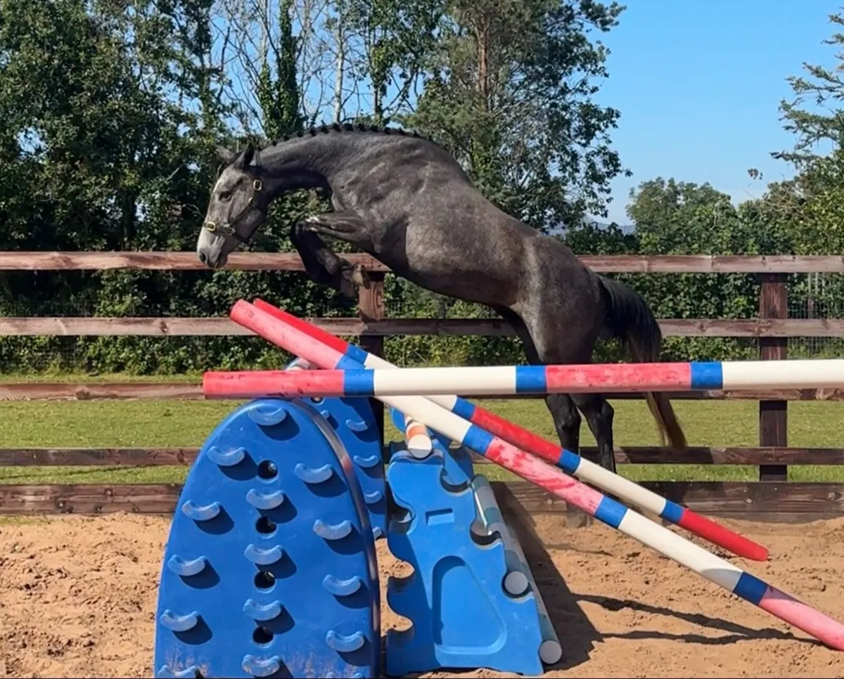 3 year old (Chacco Blue, Maltstriker) - Image 2