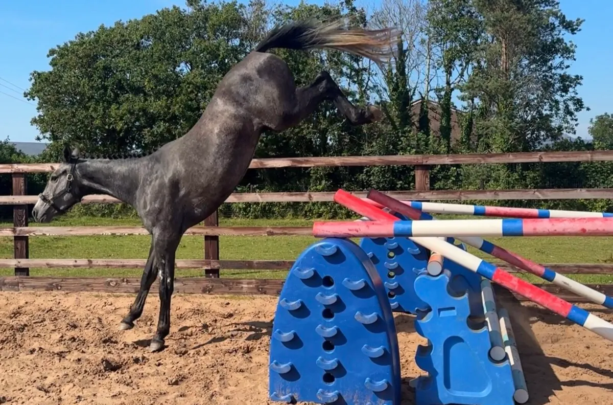 3 year old (Chacco Blue, Maltstriker) - Image 3