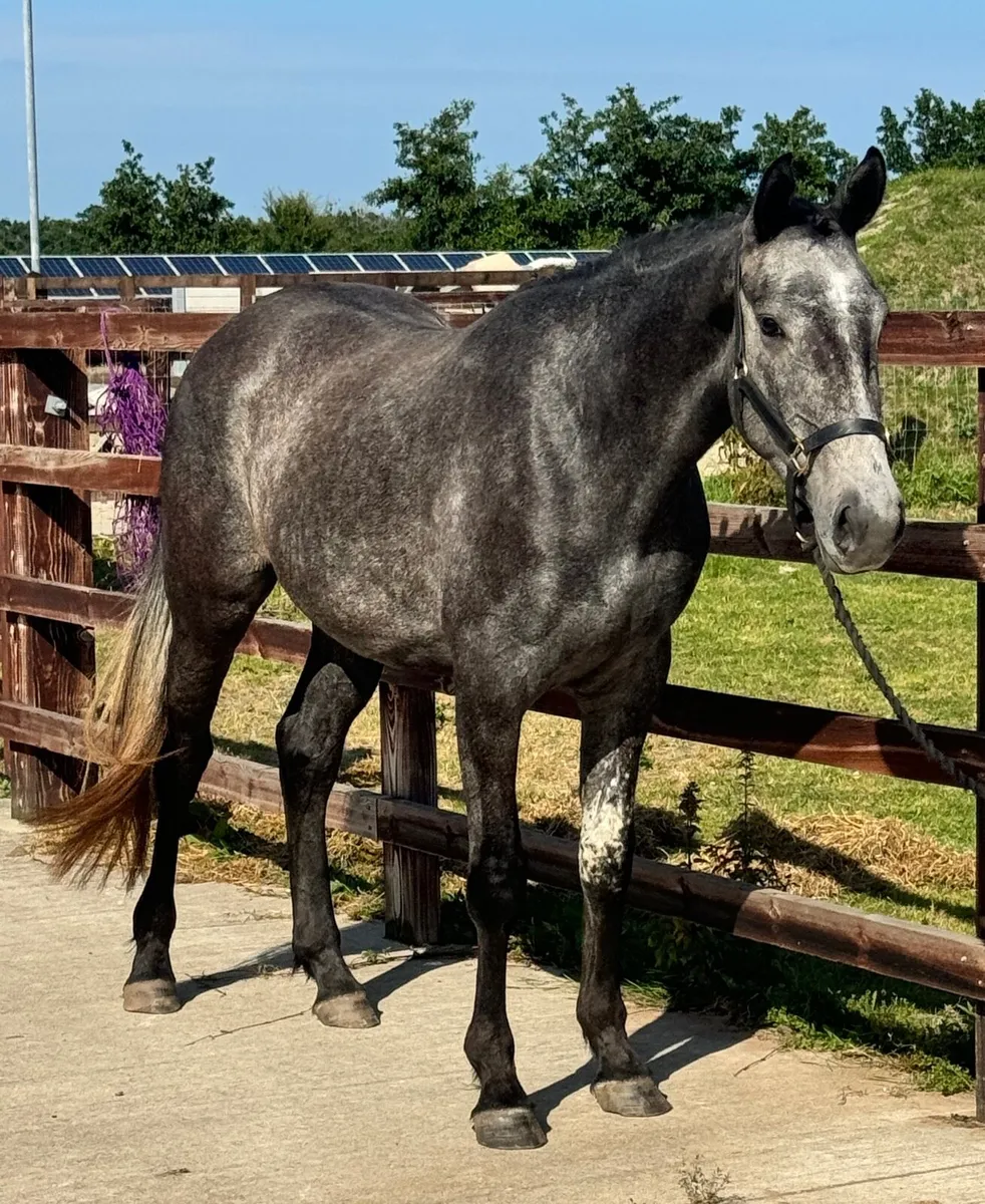 3 year old (Chacco Blue, Maltstriker) - Image 4