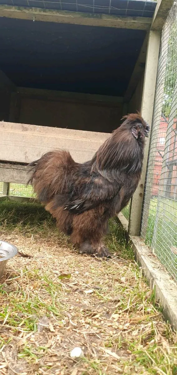 Chocolate Silkie, Rhode Island Reds - Image 1