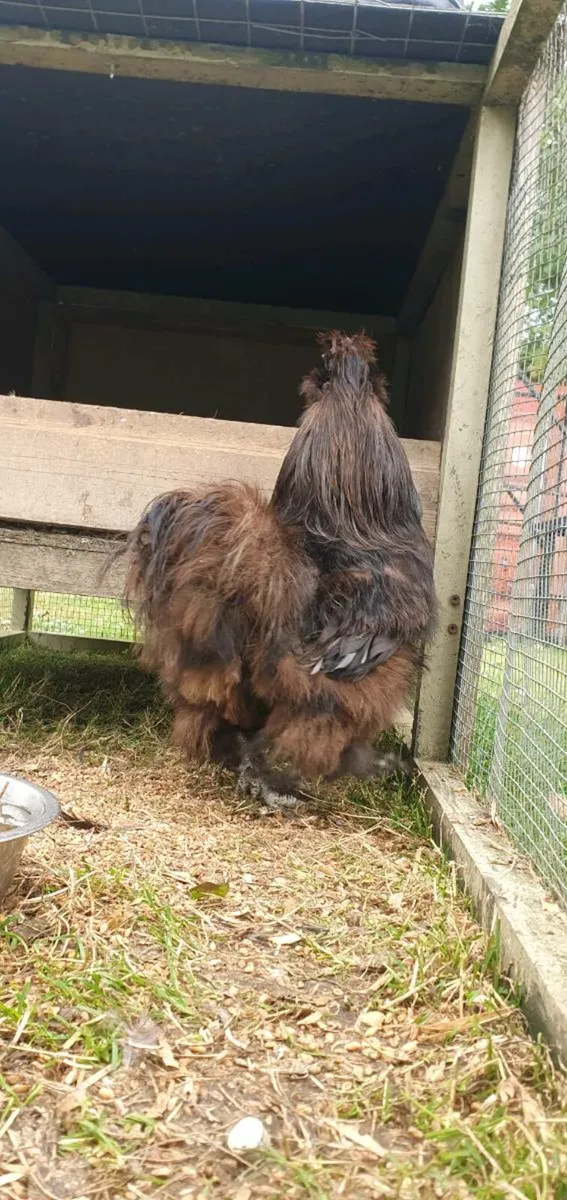 Chocolate Silkie, Rhode Island Reds - Image 2