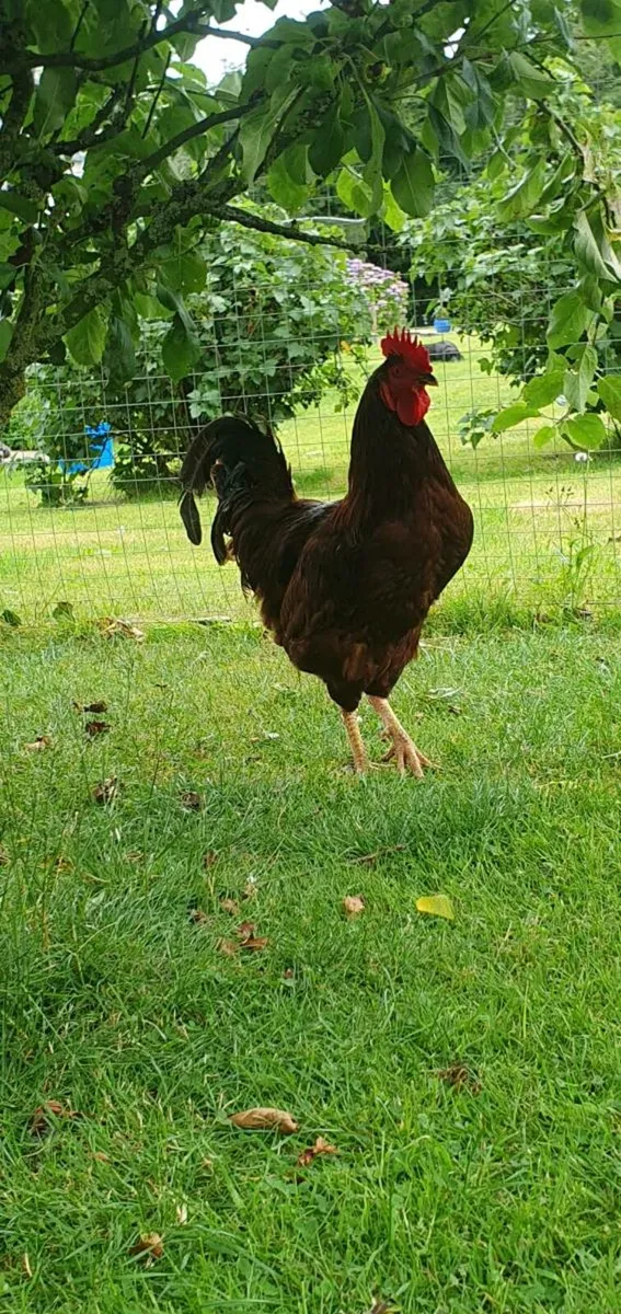 Chocolate Silkie, Rhode Island Reds - Image 3