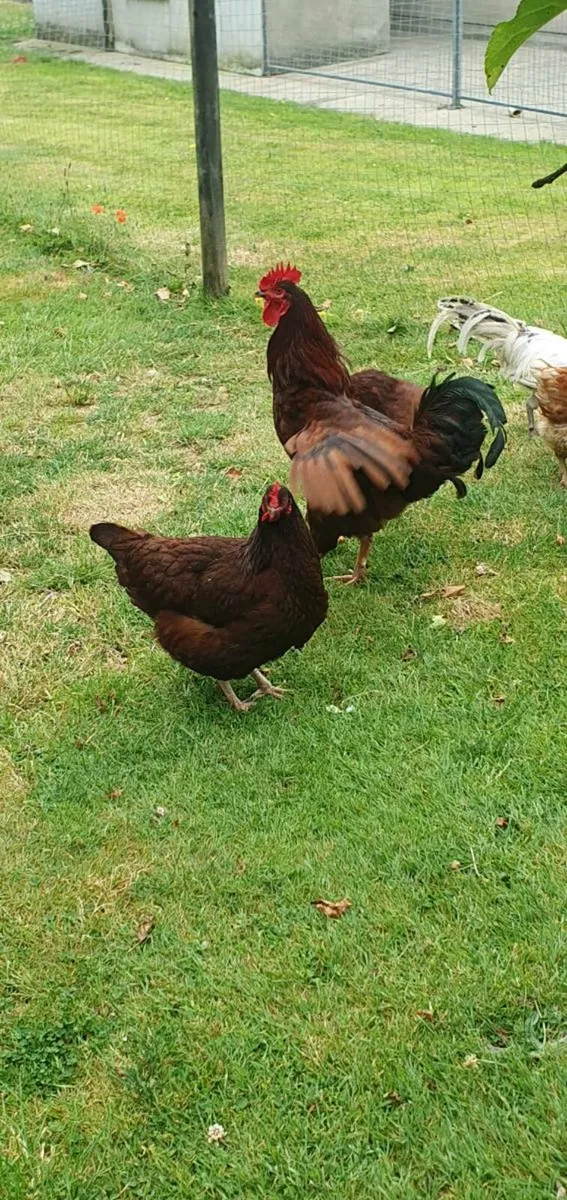 Chocolate Silkie, Rhode Island Reds - Image 4