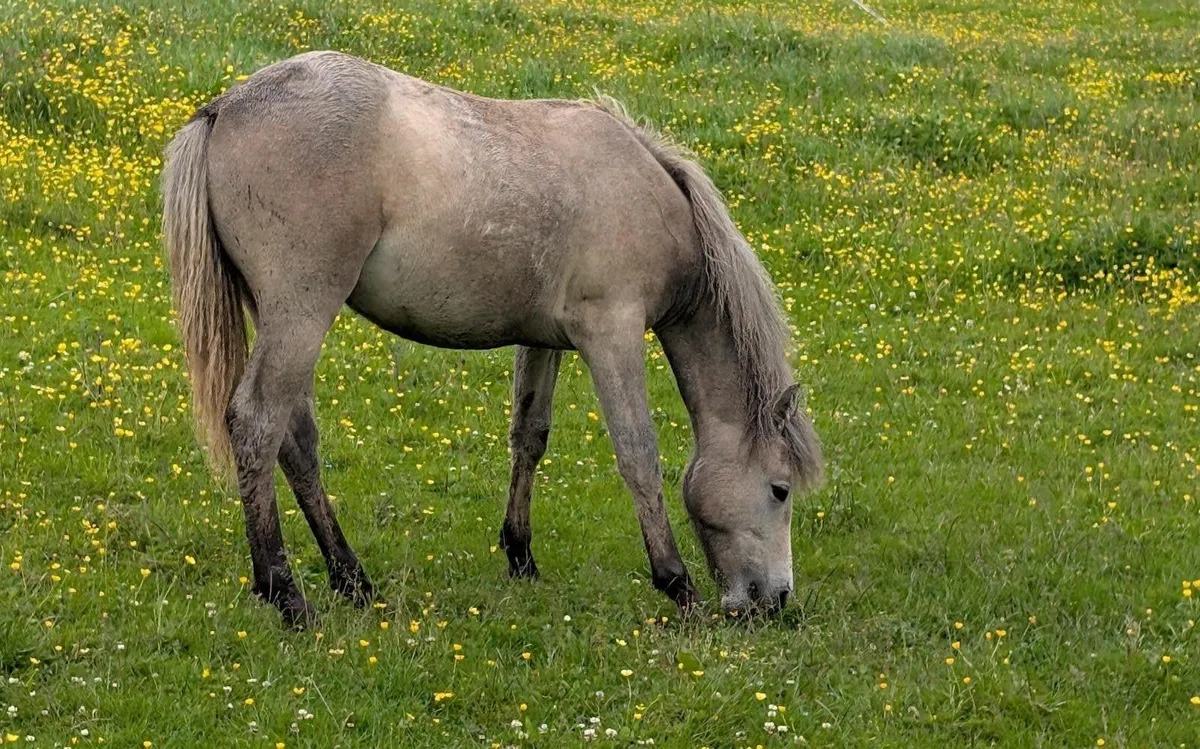 Pony - Image 1