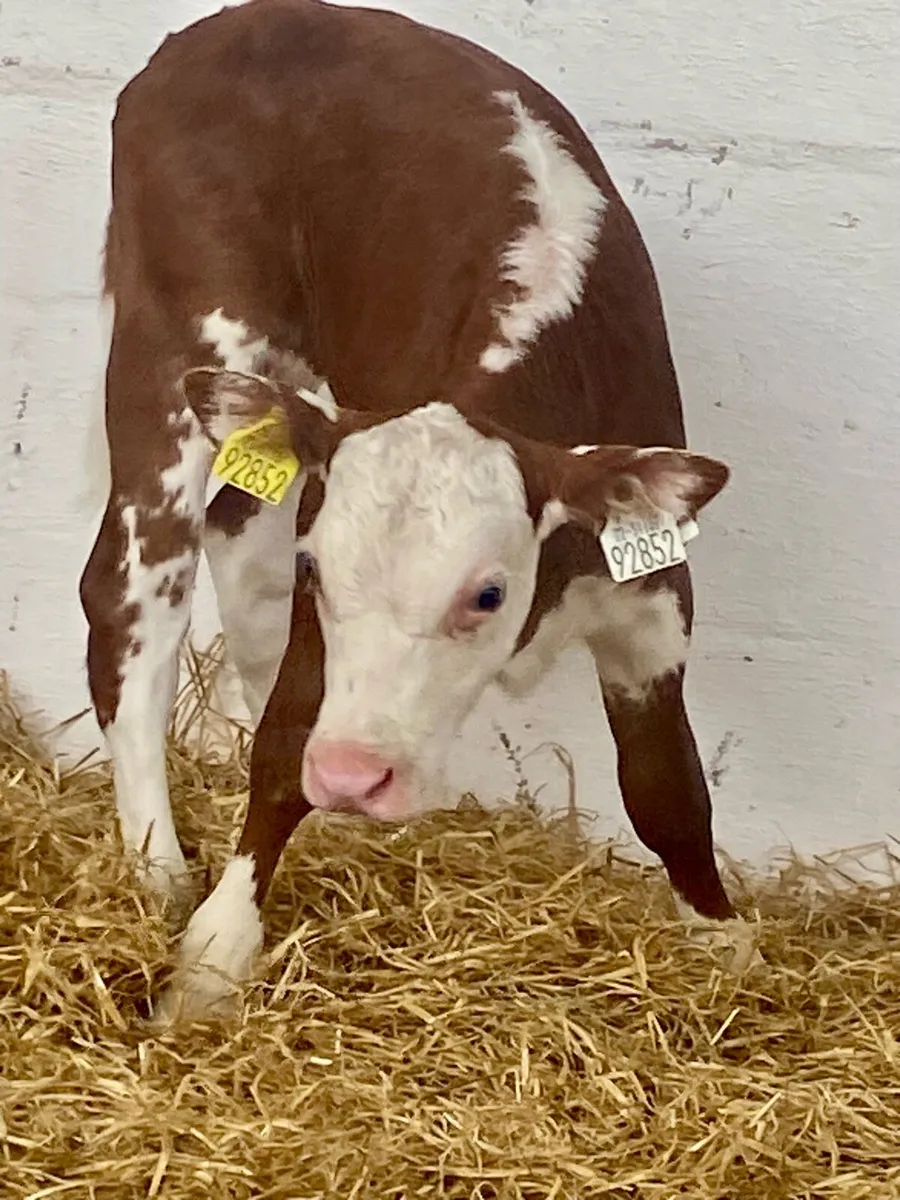 A SERIOUS QUALITY ROAN HEREFORD HEIFER CALF - Image 2
