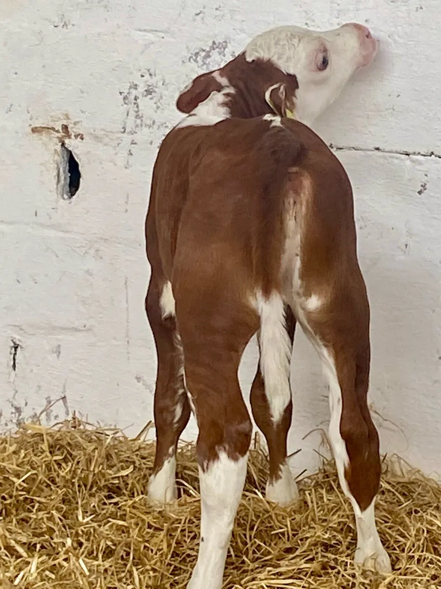 A SERIOUS QUALITY ROAN HEREFORD HEIFER CALF - Image 3