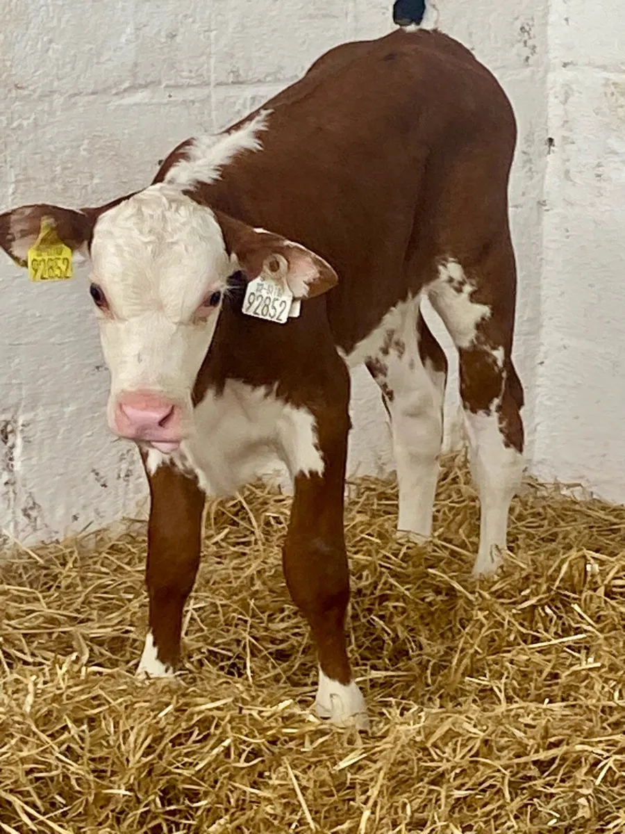 A SERIOUS QUALITY ROAN HEREFORD HEIFER CALF - Image 4