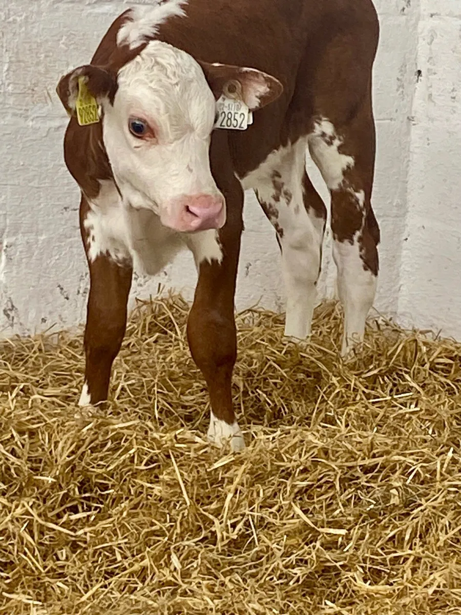 A SERIOUS QUALITY ROAN HEREFORD HEIFER CALF - Image 1