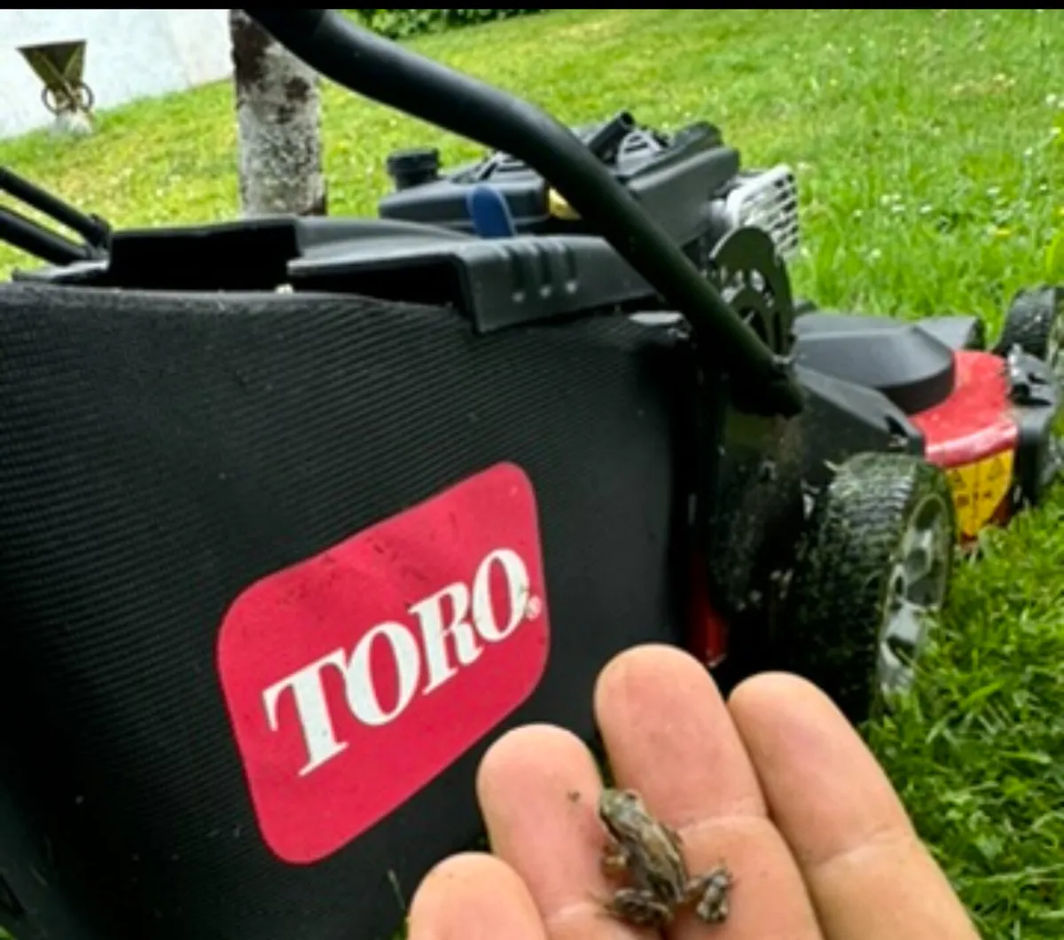 Toro Timemaster - Image 1