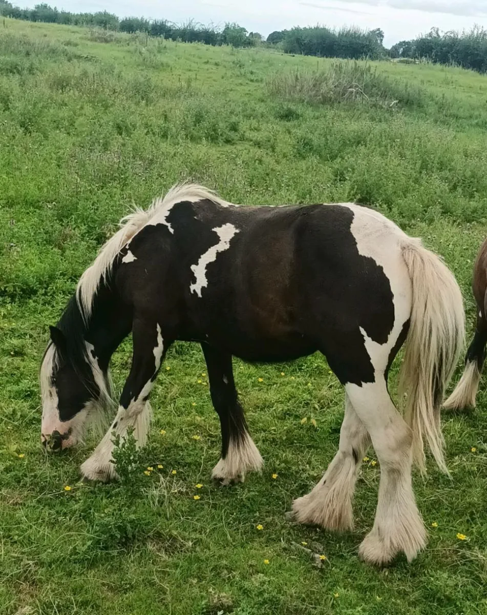 Show quality colt - Image 1
