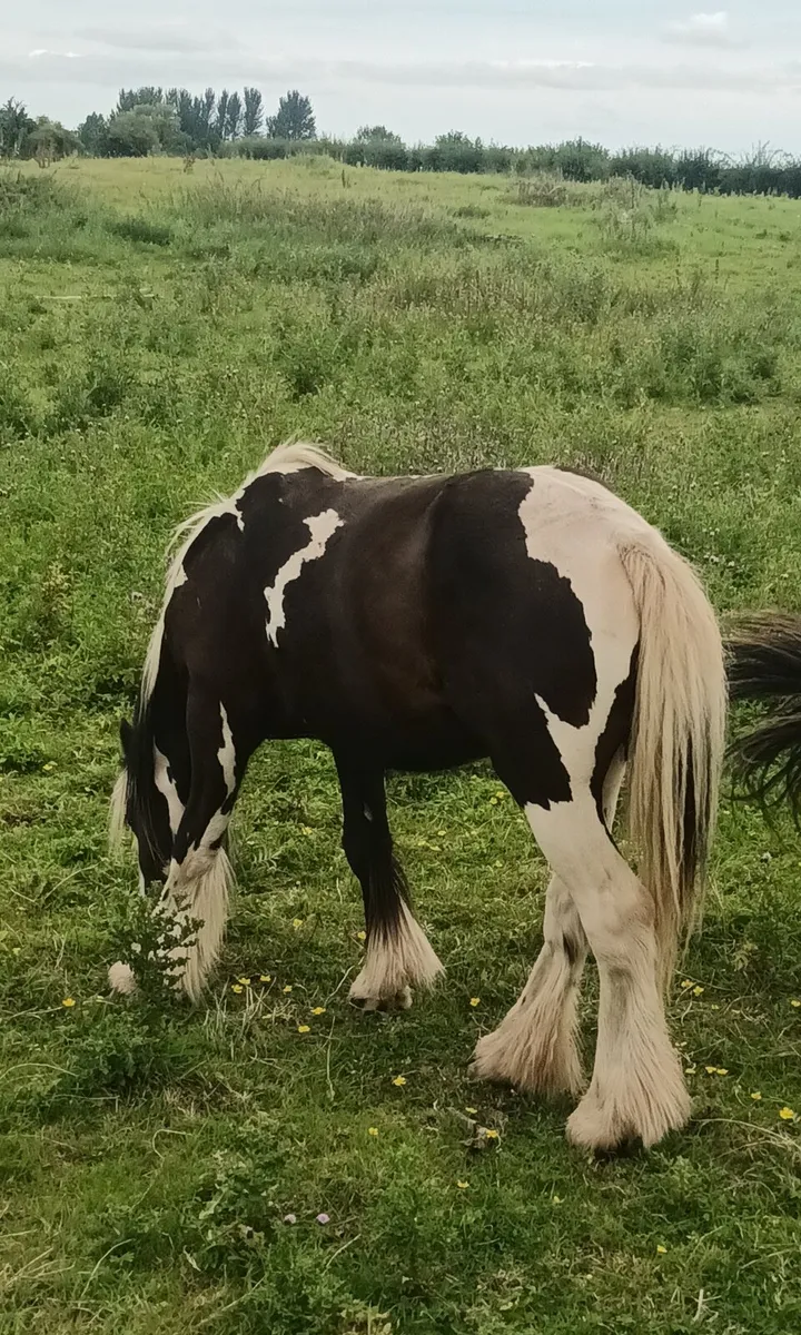 Show quality colt - Image 2