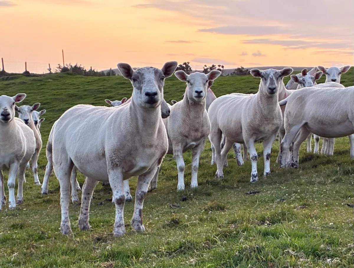 Texel X Mule hoggets - Image 1