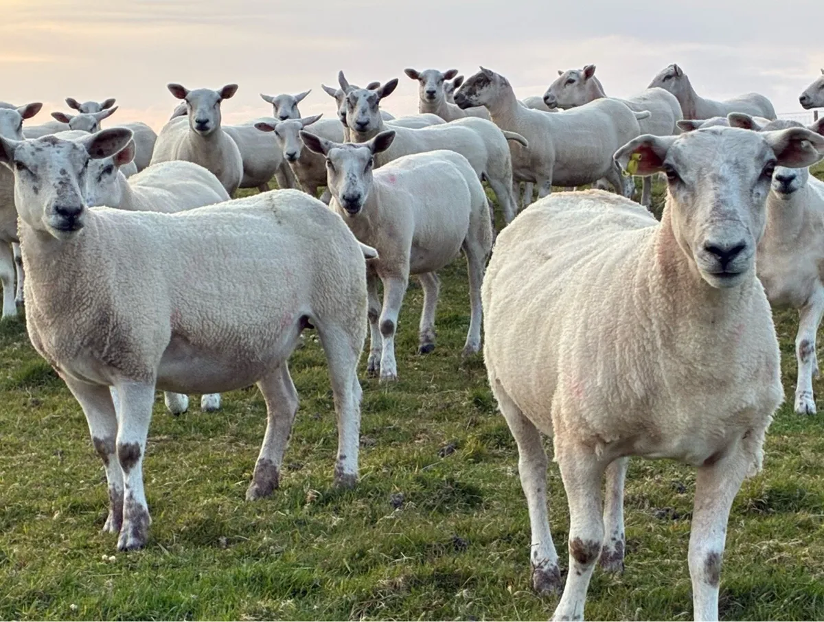 Texel X Mule hoggets - Image 2