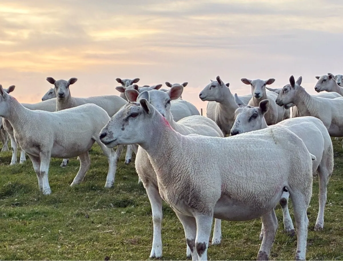 Texel X Mule hoggets - Image 3
