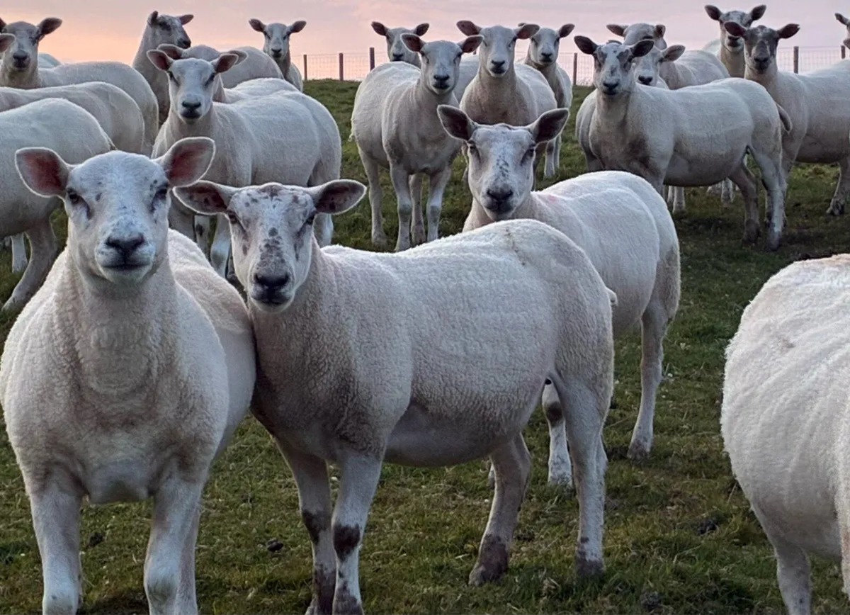 Texel X Mule hoggets - Image 4