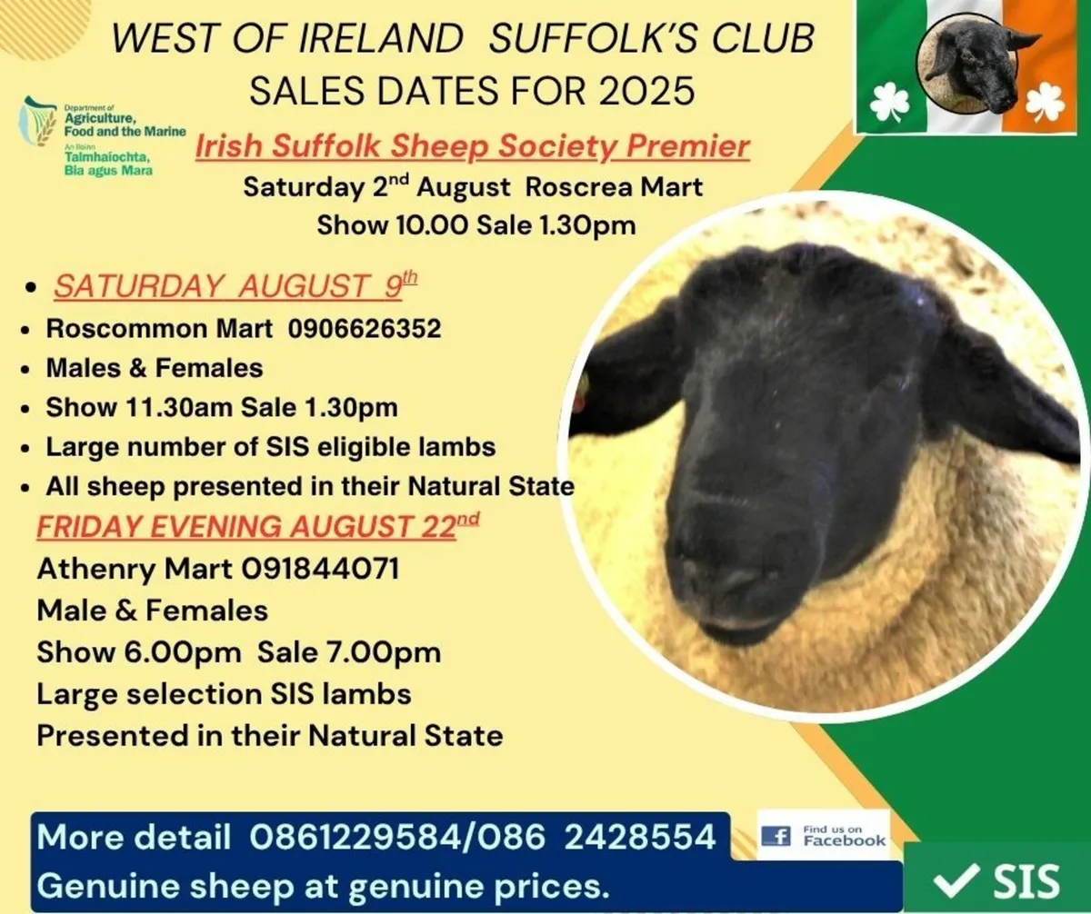 Suffolk Sheep - Image 1