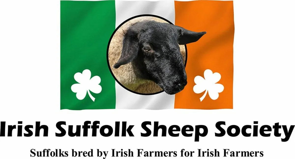 Suffolk Sheep - Image 2