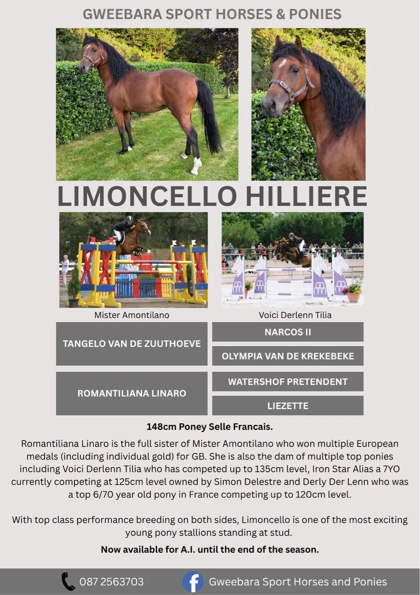 148cm Tangelo Van De Zuuthoeve Stallion At Stud - Image 3