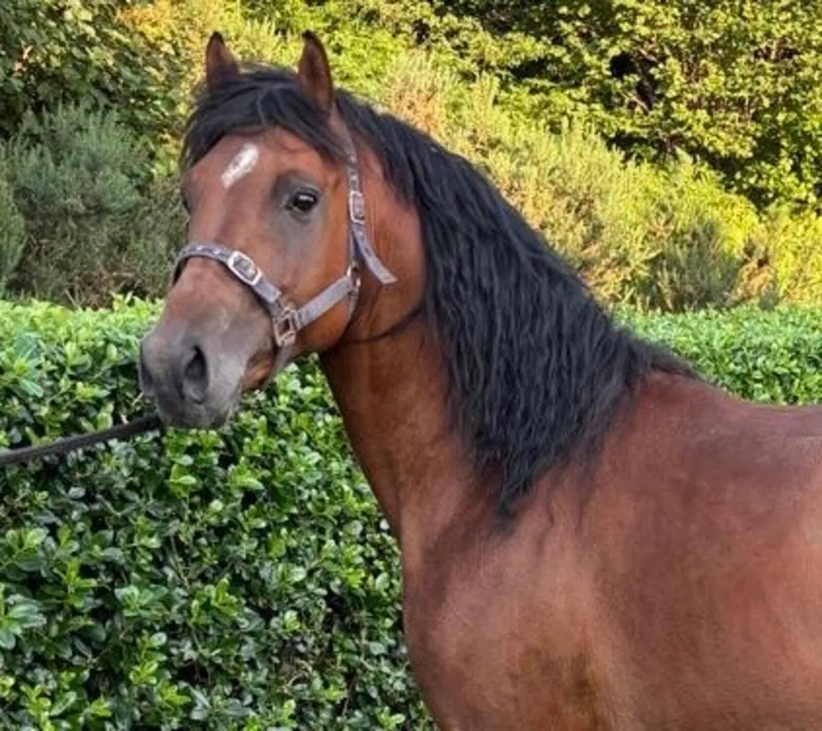 148cm Tangelo Van De Zuuthoeve Stallion At Stud - Image 1