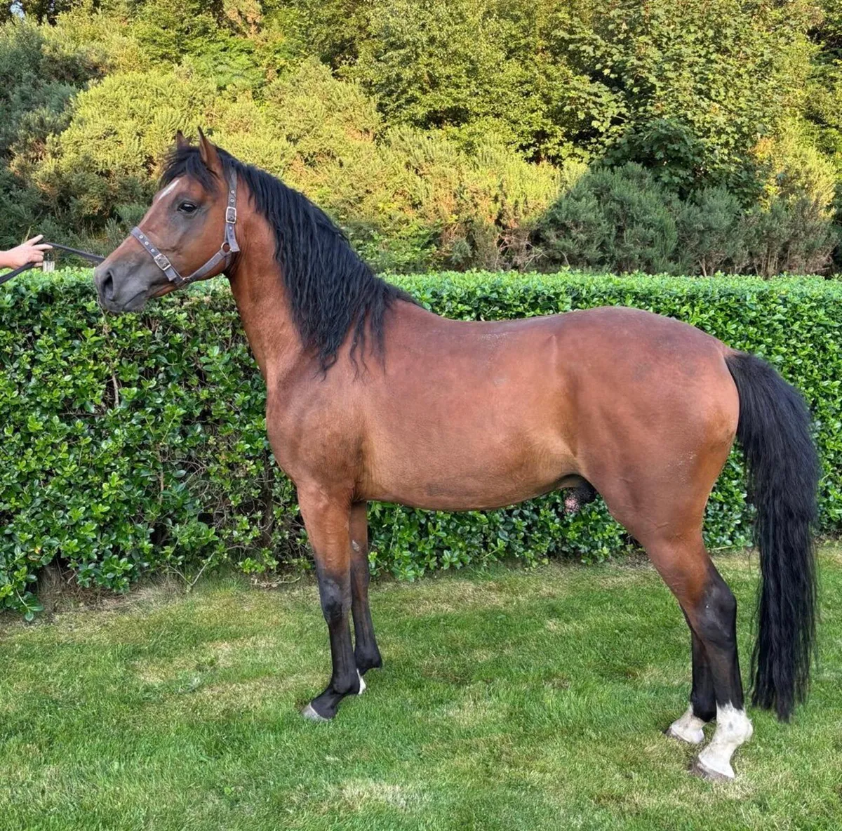 148cm Tangelo Van De Zuuthoeve Stallion At Stud - Image 4