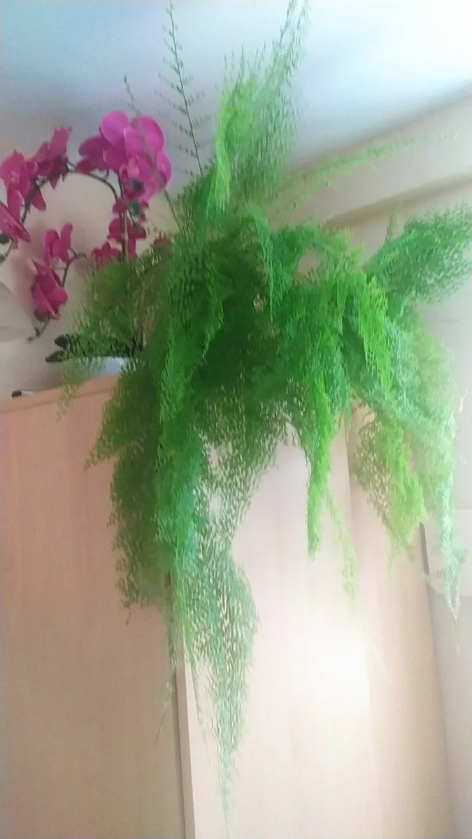 Fern - Image 1