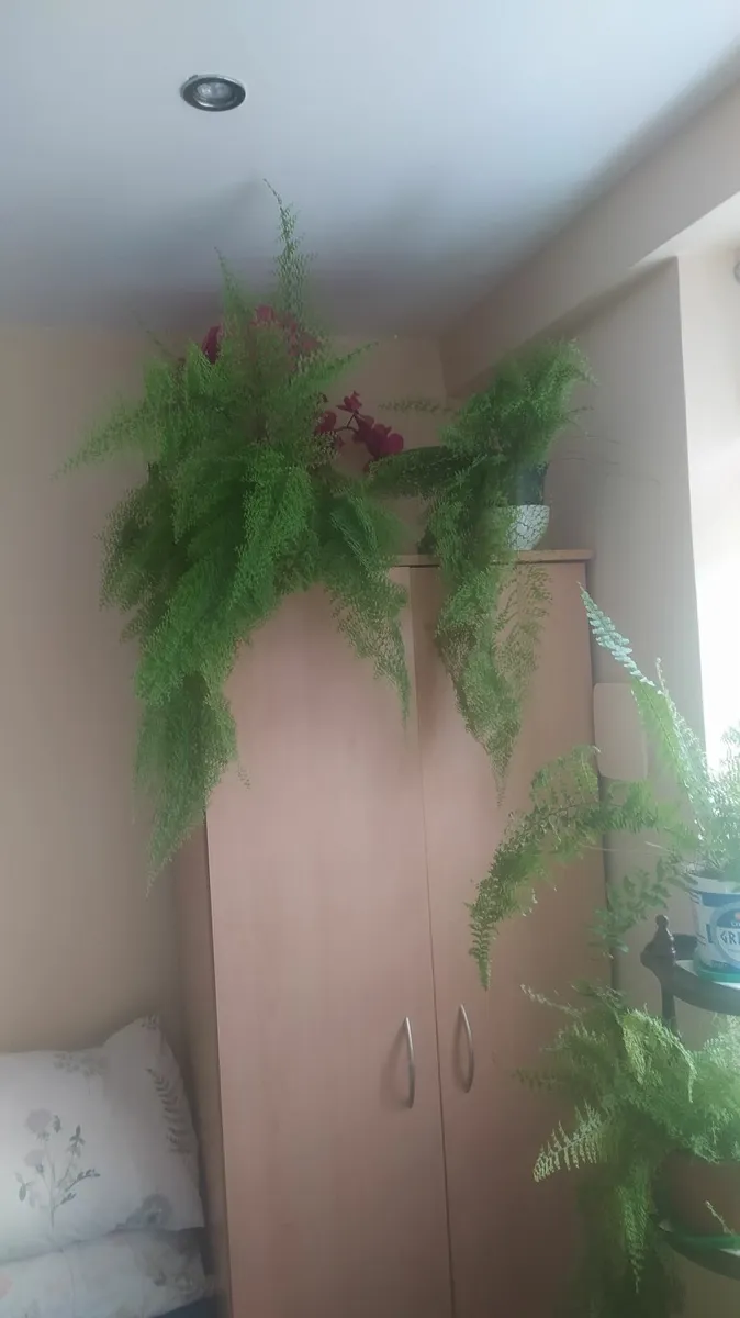 Fern - Image 2