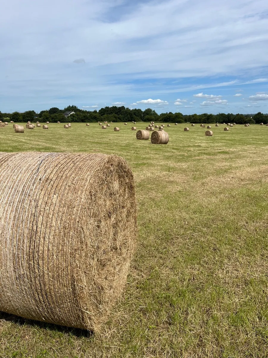 Hay for sale - Image 1