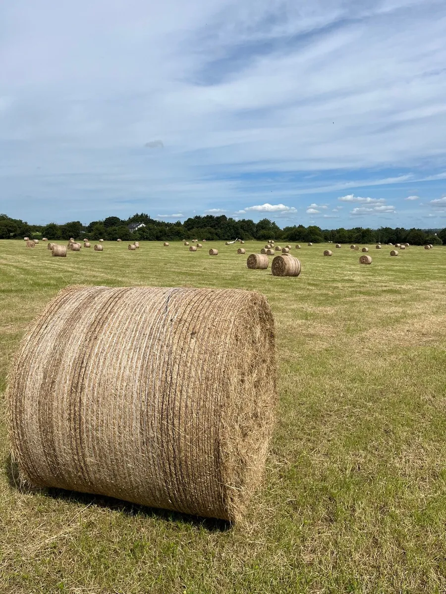 Hay for sale - Image 2