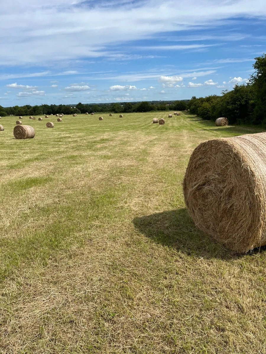 Hay for sale - Image 3