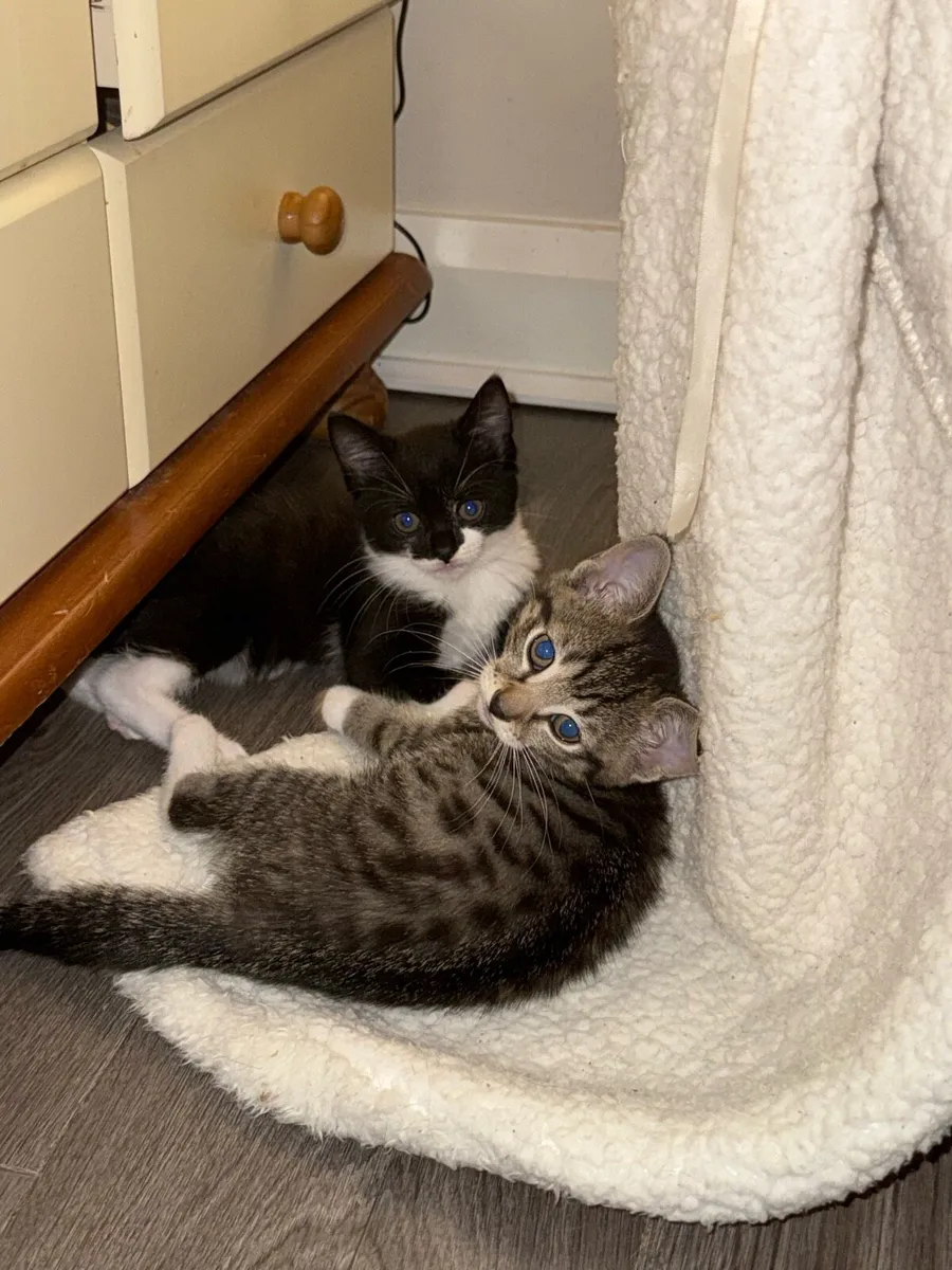 Kittens - Image 2