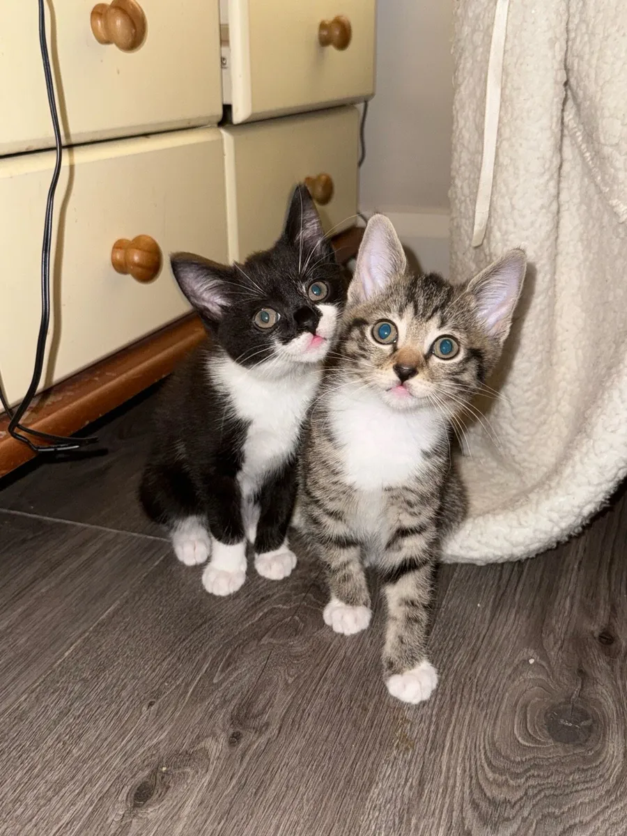 Kittens - Image 3