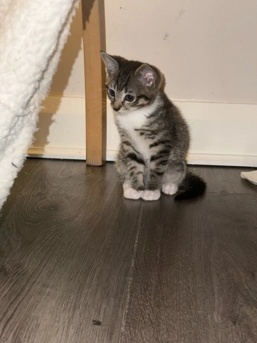 Kittens - Image 4