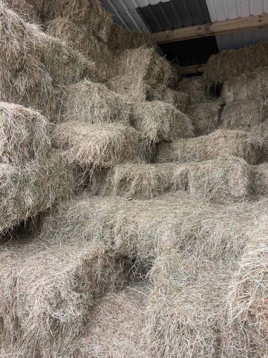 Square and round bales of hay for sale - Image 1