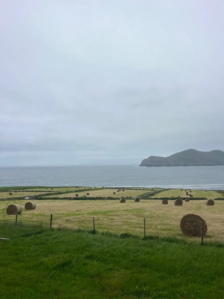 Square and round bales of hay for sale - Image 2