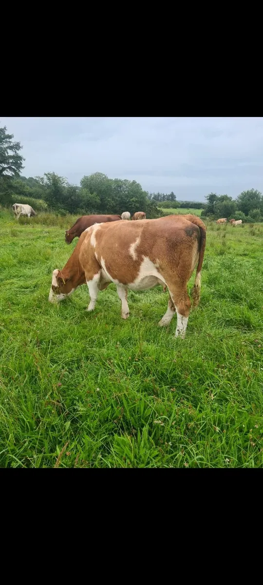 First calver with limousin heifer calf at foot - Image 1