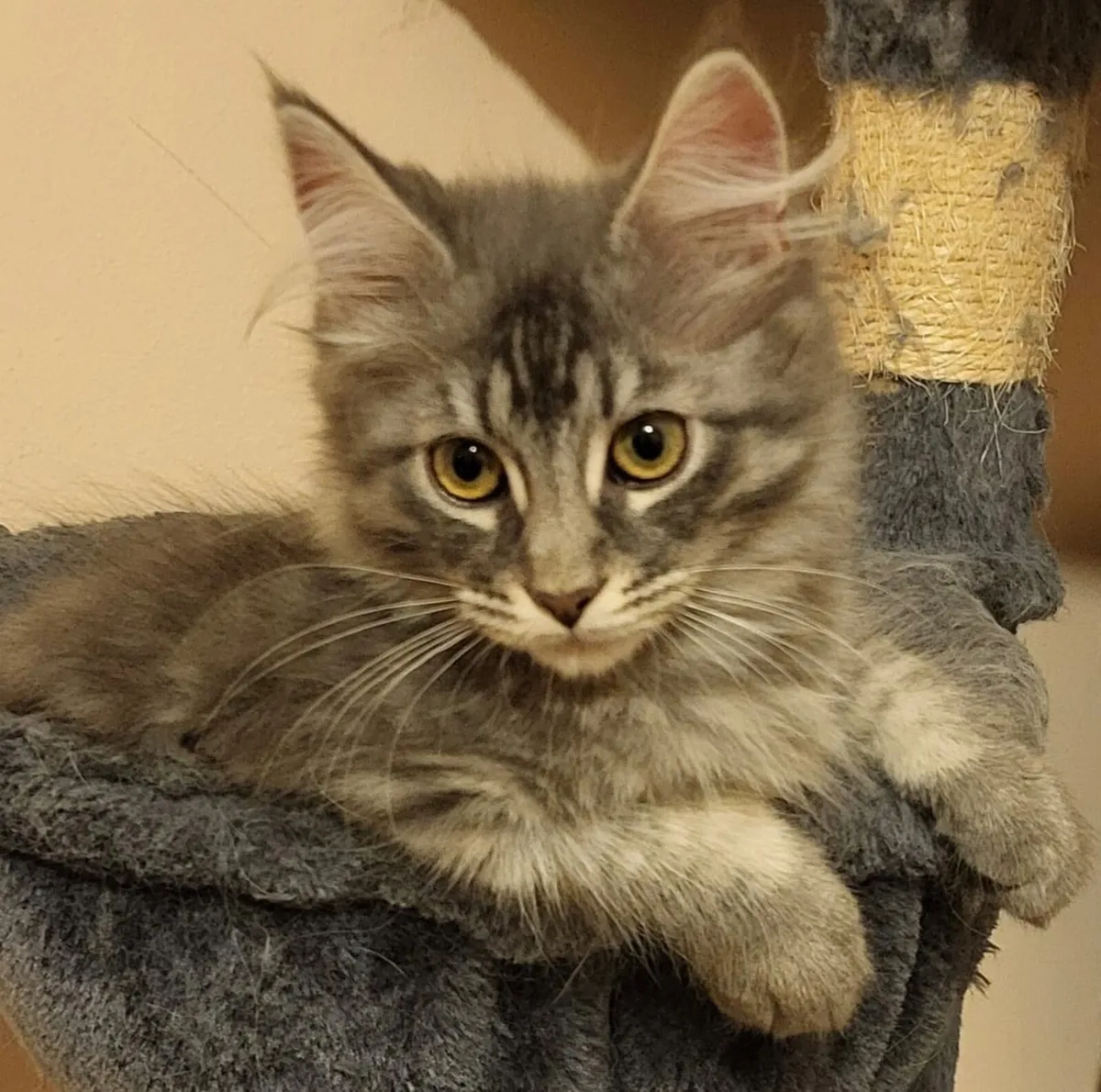 Maine Coon Kitten - Image 3