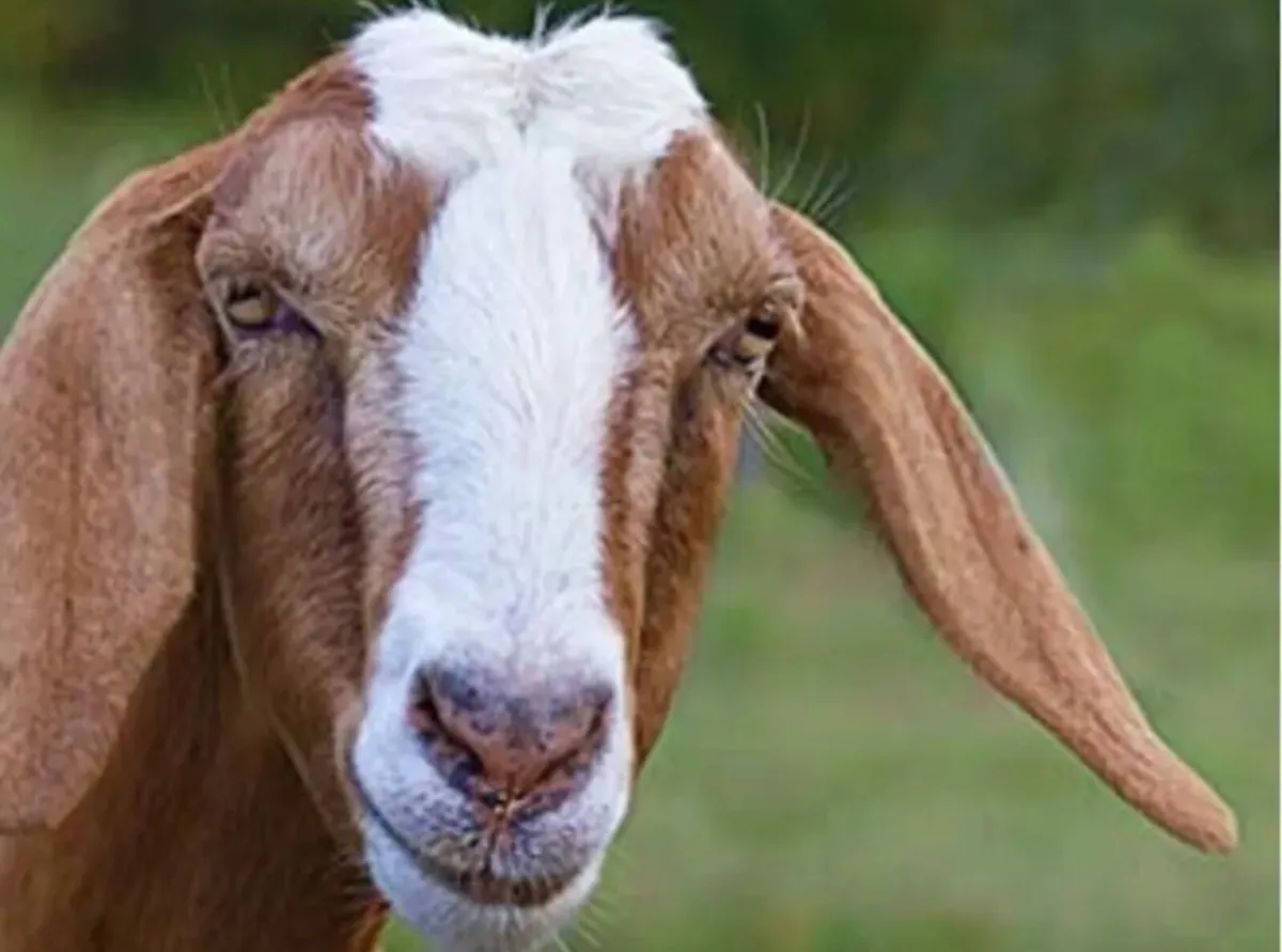 Nubian or Polly goats wanted - Image 1