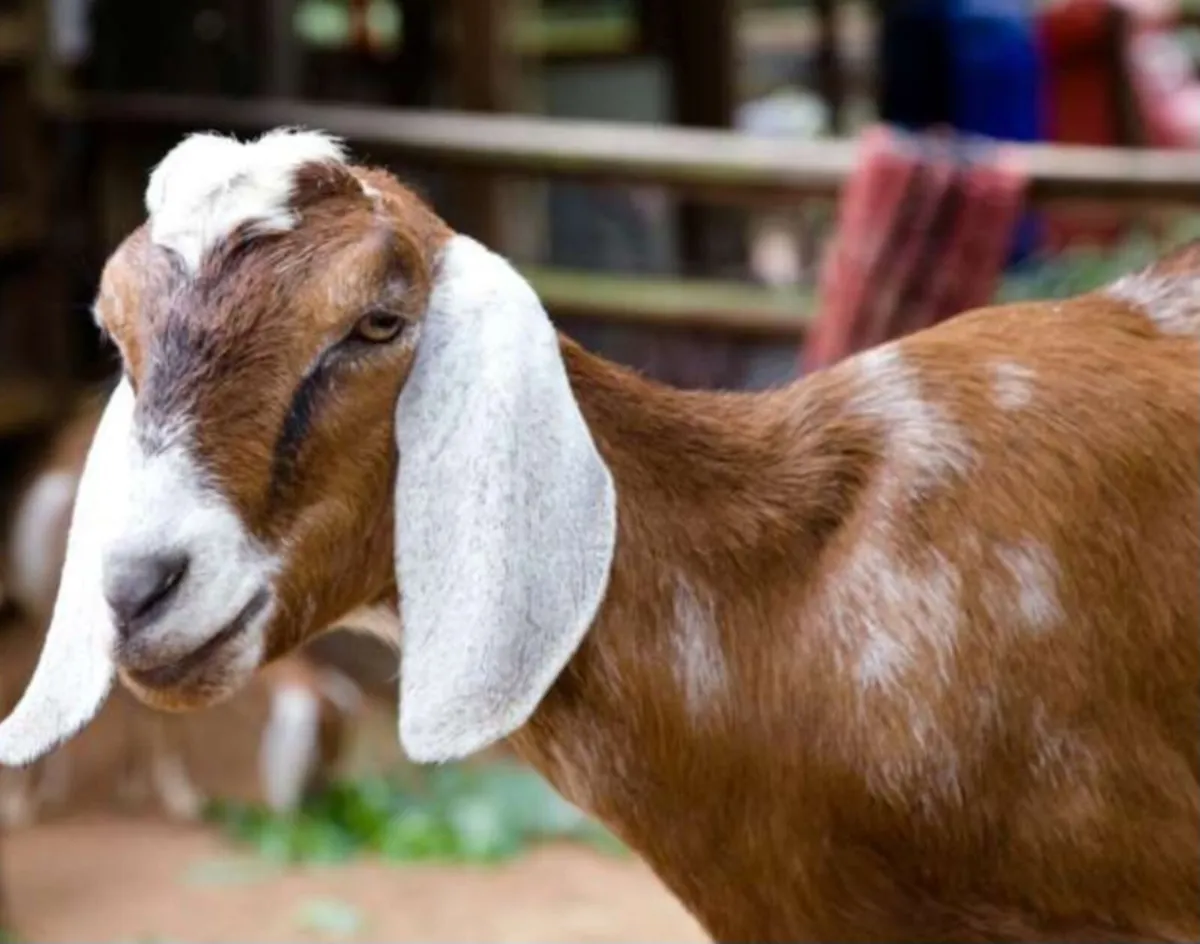 Nubian or Polly goats wanted - Image 2