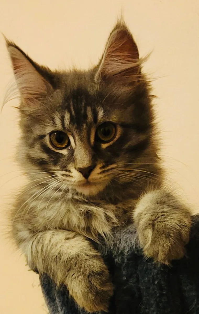 Maine Coon Kitten - Image 4