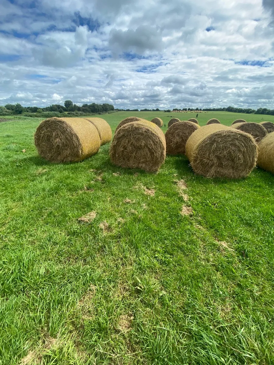Hay - Image 1