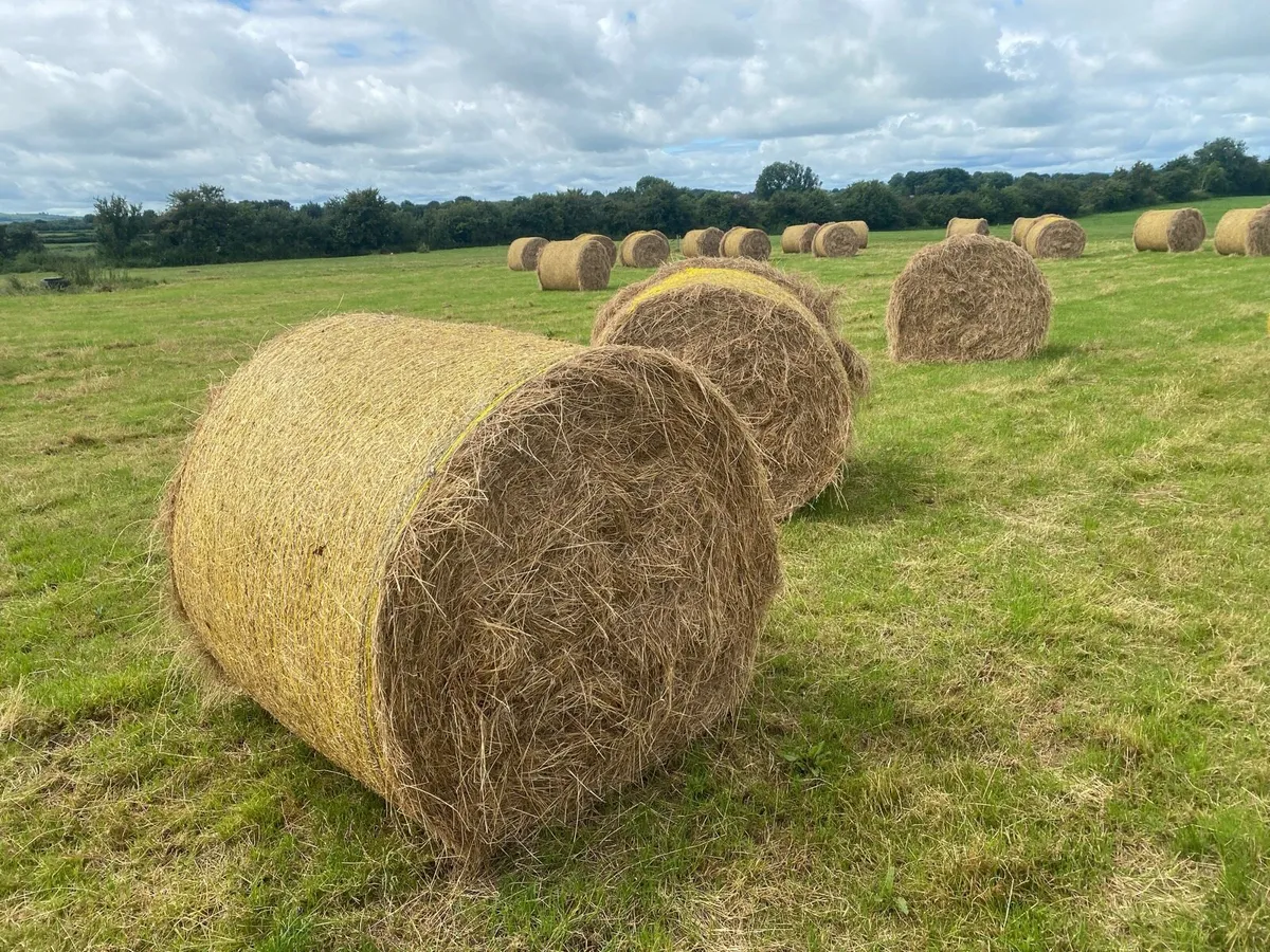 Hay - Image 2