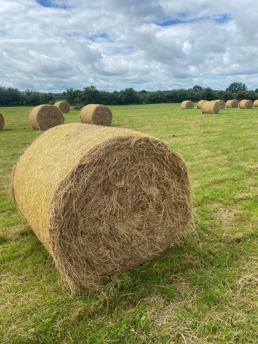 Hay - Image 3