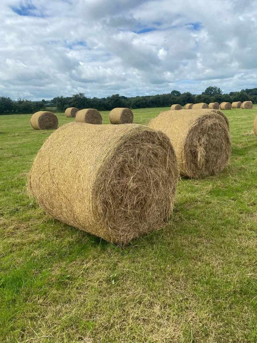 Hay - Image 4